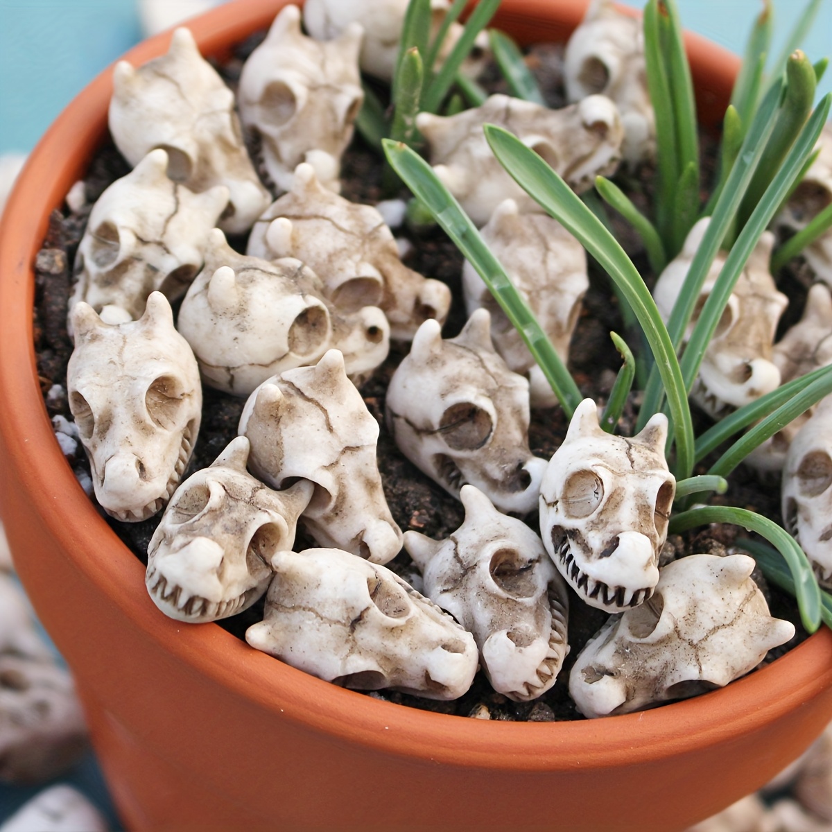 20pcs Dragon Head Skull Bonsai - Bonsai Garden World recension och pris