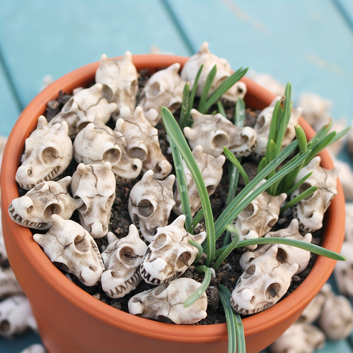 20pcs Dragon Head Skull Bonsai - Bonsai Garden World recension och pris
